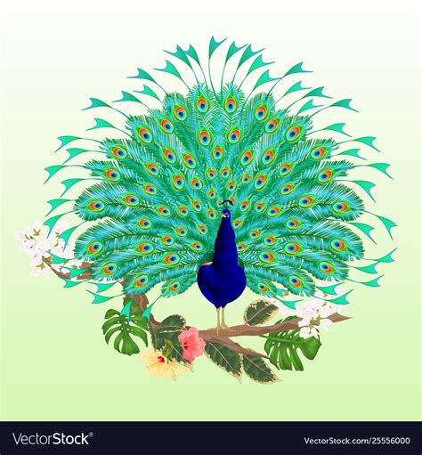 Peacock Beauty Tropical Bird On Branch Royalty Free Vector