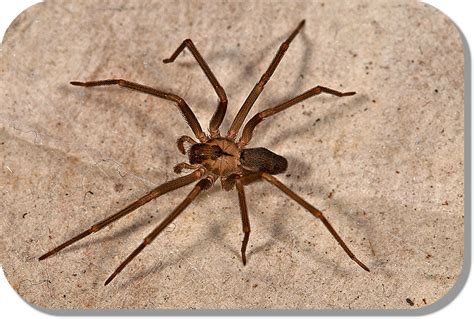 Brown Recluse Vs Hobo Spider