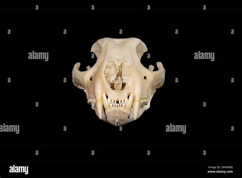 Skull Of A Cheetah Acinonyx Jubatus Shown From The Front On A Black