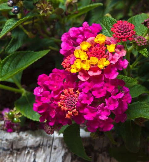 Best Types Of Lantanas Lantana Varieties You Must Grow