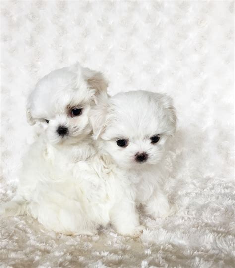 Micro Teacup Maltese Puppy - xxs perfect! Billy :) | iHeartTeacups