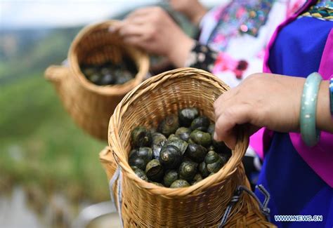 Promotion Of River Snail Rice Noodles Benefits Locals In Chinas