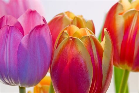 Premium Photo Close Up Of Pink Tulips Blooming In Park