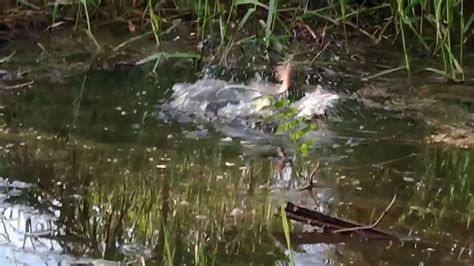 Sujud Syukur Siapa Yang Gak Betah Mancing Di Parit Mulai Surut Seperti