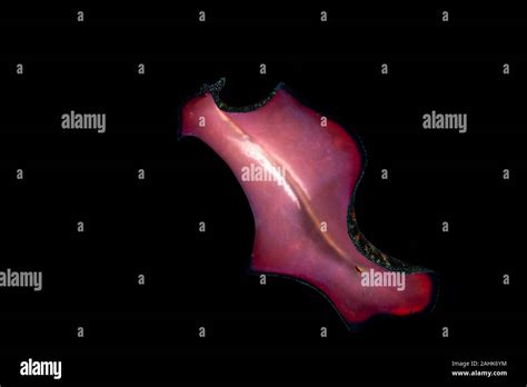 Bedfords Flatworm Pseudobiceros Bedfordi Is A Species Of Flatworm In