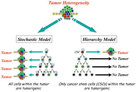 Model For Cellular Origin Of Cancer Two Models Are Pro Open I