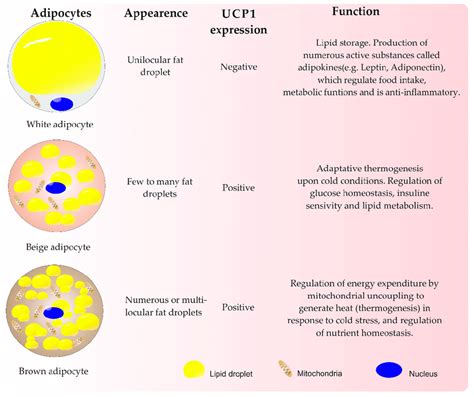 Properties Of Adipose Tissue [2 4 5 10−13 15 22 23] Download