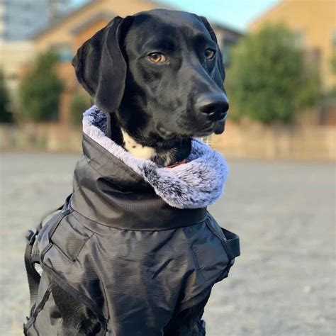 Weimaraner Mixes: 23 Different Weimaraner Crossbreeds - K9 Web