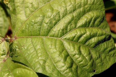 La Hoja De La Planta De Frijol Mungo Foto Premium