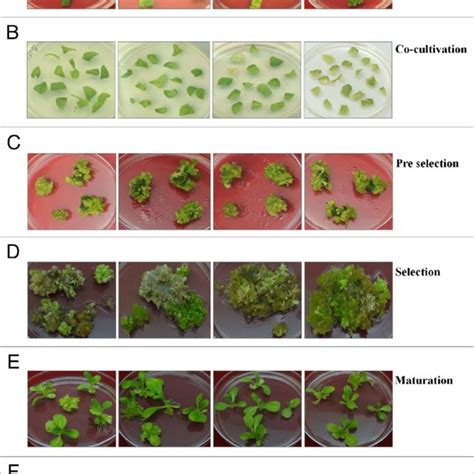 Various Stages Of Direct Somatic Embryogenesis Of Nicotiana Tabacum