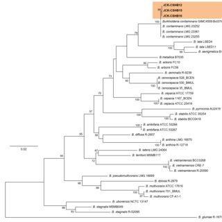 Maximum Likelihood Ml Phylogenetic Tree Based On The Tamura Nei Gi