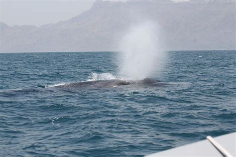 Researchers discover new population of endangered blue whale