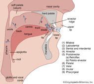 Alveolar ridge | anatomy | Britannica.com