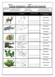 Science Worksheet: Symbiotic Relationships | Made By Teachers