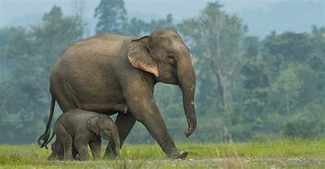 Elephant Gestation Period: How Long are Elephants Pregnant? - Wiki Point