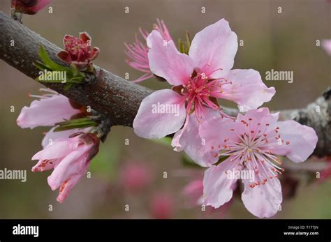 Peach blossom festival hi-res stock photography and images - Alamy