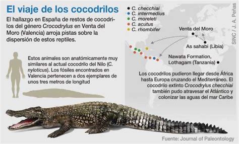 Cocodrilos Africanos Vivieron En Valencia Hace Seis Millones De A Os