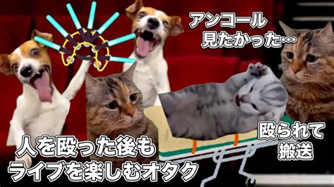 ラブライバー暴行事件【猫ミーム】 猫マニ 猫ミーム Youtube