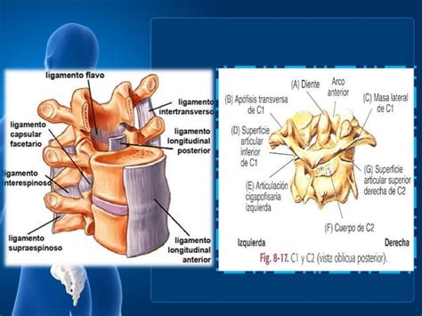 Anatomia Columna Cervical PPT