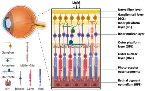 Biomedicines Free Full Text Self Organization Of The Retina During