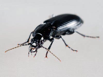 Ground beetle | Facts About All