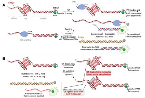 Schematic Representation Of The Helicase Assay Developed By Mendoza