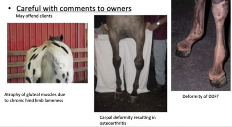 Equine Lameness Flashcards Quizlet