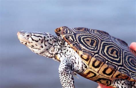 Diamondback Terrapin Maryland State Reptile