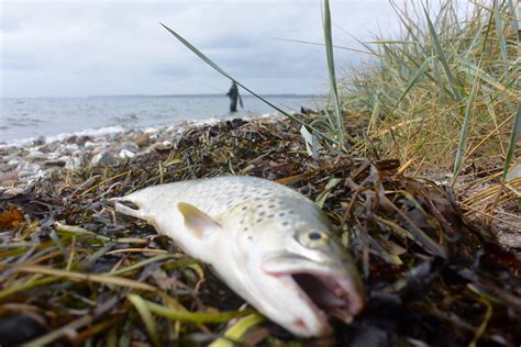 To Guidede Kystture Til Fjorden Efter Hav Rreder Seatrout You