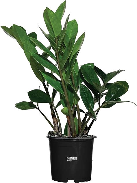 Amazon Zz Plant Zamioculcas Zamiifolia Indoor Outdoor Live