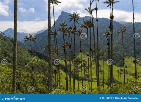 scenic cocora valley  quindio wax palm trees   foreground