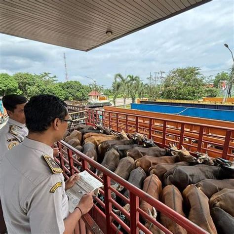 Pengiriman Hewan Ternak Meningkat Jelang Idul Adha Karantina Lampung