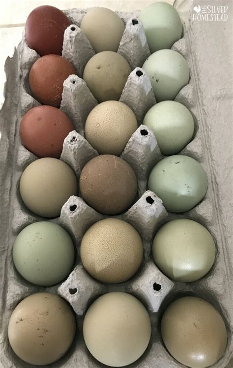 How To Breed Olive Eggers With Egg Chick Pictures Silver Homestead