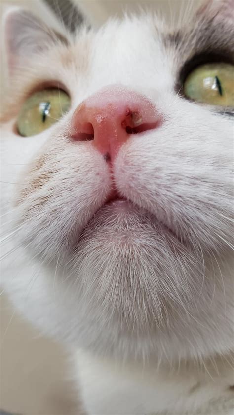 What Is Up With My Cats Nose This Dry Crusty Booger Thing Has Been