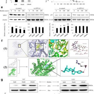 The Molecular Mechanisms Of ATP1A1 Involved XPO1 Targeting Of