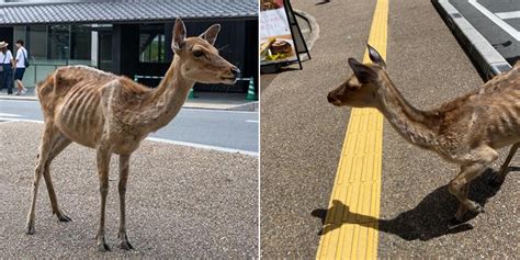 Nara Deers Look Emaciated, Expert Says They're Expecting Visitors' Treats