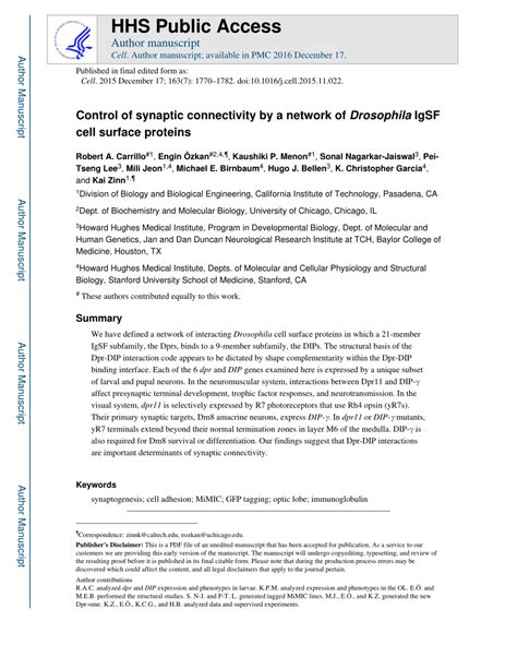 PDF Control Of Synaptic Connectivity By A Network Of Drosophila IgSF