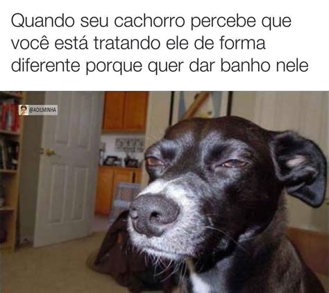 Quando Seu Cachorro Percebe Que Voc Est Tratando Ele De Forma