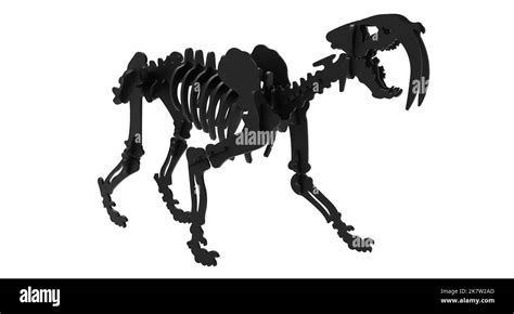 3d Rendering Of A Smilodon Skeleton Or Saber Toothed Tiger A Genus Of