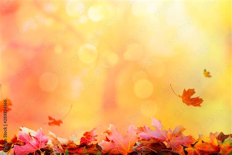 Golden autumn sunset background with falling leaves, fall copy space Stock Photo | Adobe Stock