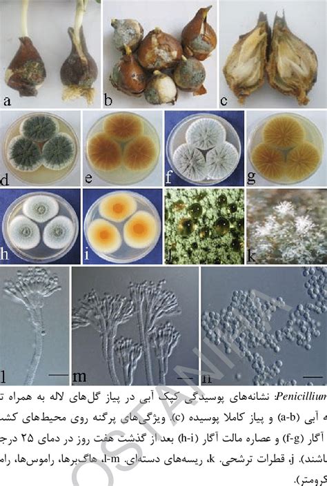 Penicillium albocoremium: Symptoms of tulip blue mold rot with brown... | Download Scientific ...