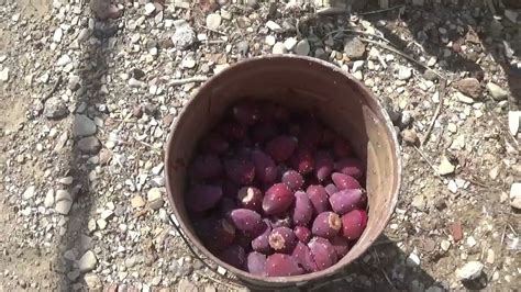 Prickly Pear Jelly Youtube