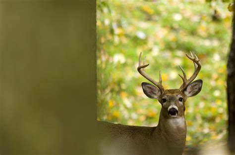 Archery Deer Season Begins