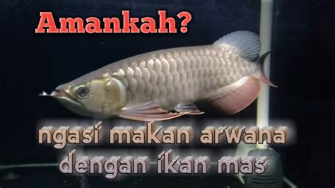 Tips Memberi Makan Arwana Dengan Ikan Mas Youtube