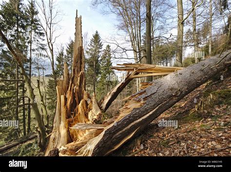 Arbre éclaté Banque de photographies et dimages à haute résolution Alamy