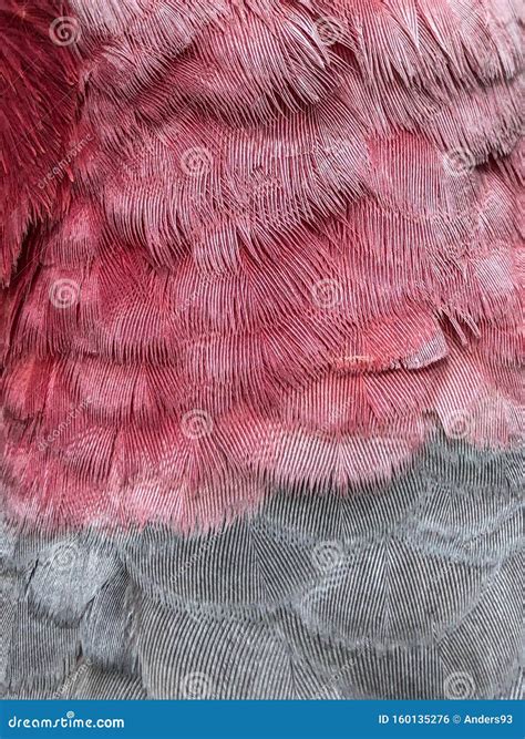 Pink and Grey Feathers of Galah Bird Stock Photo - Image of cockatoos ...