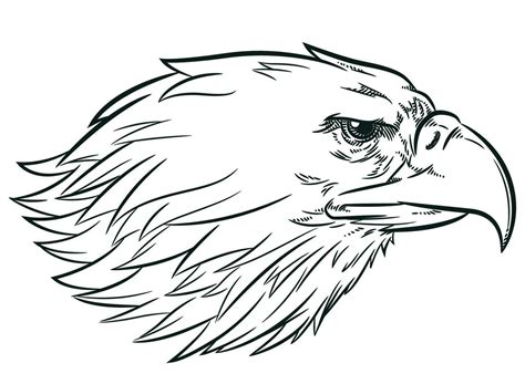 Sketch Eagle Head Side View Profile 27566614 Vector Art at Vecteezy