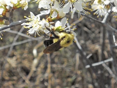 A bumble bee, Bombus nevadensis, on Juneberry flowers (Photo Kerry... | Download Scientific Diagram