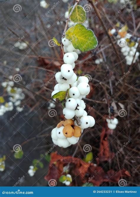 Symphoricarpos Commonly Known As The Snowberry Waxberry Or