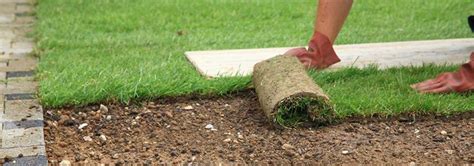 Common Lawn Problems And How To Fix Them Country Green Turf Farms